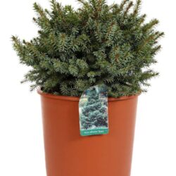 picea omorika nana omorica 2