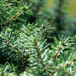 picea omorika nana omorica