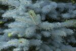 picea pungens edith costeriana
