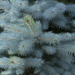 picea pungens edith costeriana