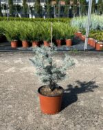 picea pungens edith costeriana 2