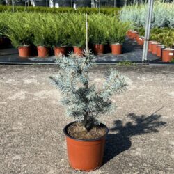 picea pungens edith costeriana 2