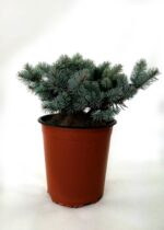 picea pungens glauca globosa abete del colorado