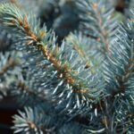picea pungens glauca globosa abete del colorado 2