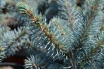 picea pungens glauca globosa abete del colorado 2