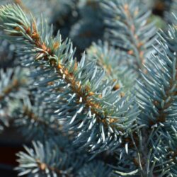 picea pungens glauca globosa abete del colorado 2