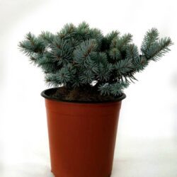 picea pungens glauca globosa abete del colorado