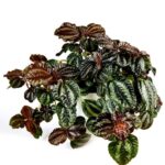 pilea cadierei 1