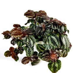 pilea cadierei 1