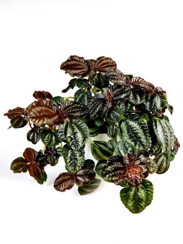 pilea cadierei 1