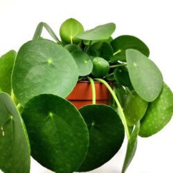 pilea peperomoides