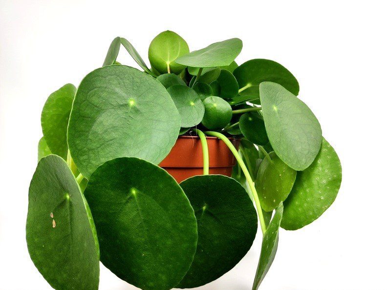 pilea peperomoides pilea peperomoides