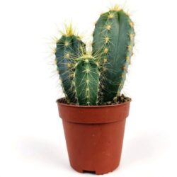 pilosocereus pachycladus ritter