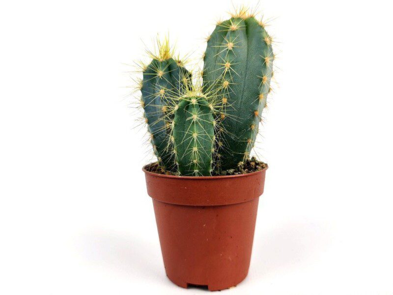pilosocereus pachycladus ritter pilosocereus pachycladus ritter