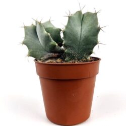 polaskia chichipe