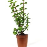 portulacaria afra lemon