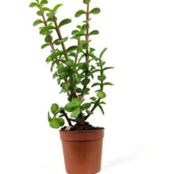 portulacaria afra lemon