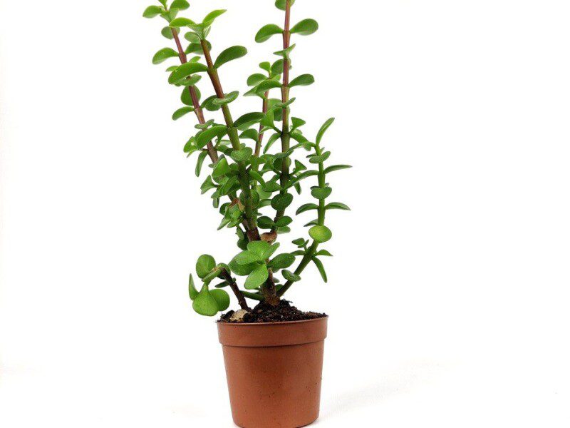 portulacaria afra lemon