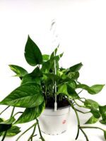 pothos epipremnum 1