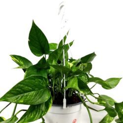 pothos epipremnum 1