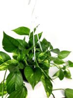 pothos epipremnum 3