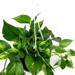 pothos epipremnum 3