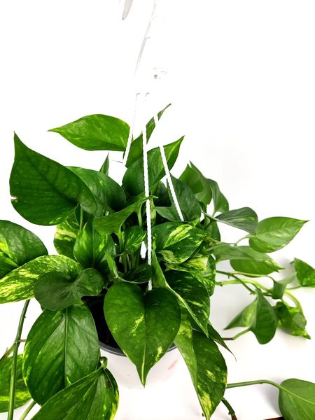 pothos epipremnum 3