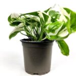 pothos variegato epipremnum