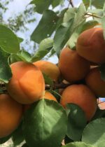prunus armeniaca bella dimola albicocco 1