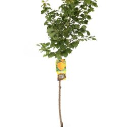 prunus armeniaca bella dimola albicocco