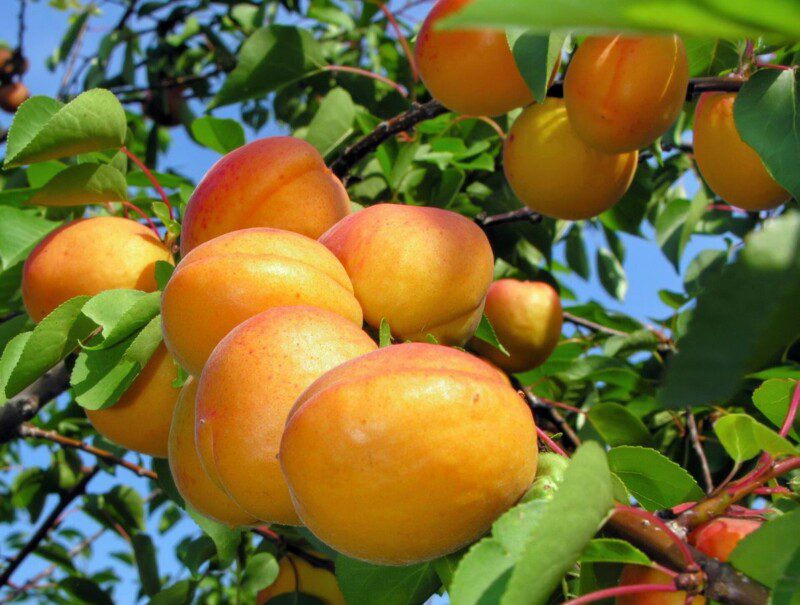 prunus armeniaca cafona albicocco prunus armeniaca cafona albicocco