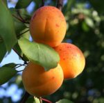 prunus armeniaca luizet albicocco 1