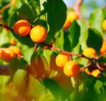 prunus armeniaca perla albicocco 1