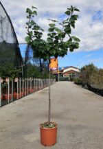 prunus armeniaca perla albicocco