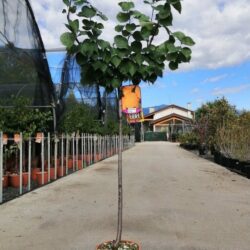 prunus armeniaca perla albicocco