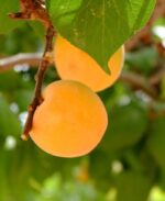 prunus armeniaca portamento basso albicocco 1