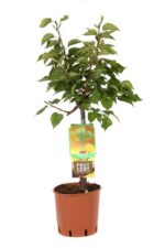 prunus armeniaca portamento basso albicocco