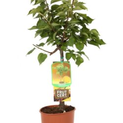 prunus armeniaca portamento basso albicocco