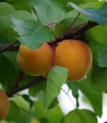 prunus armeniaca portici albicocco 1