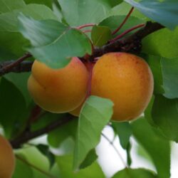 prunus armeniaca portici albicocco 1