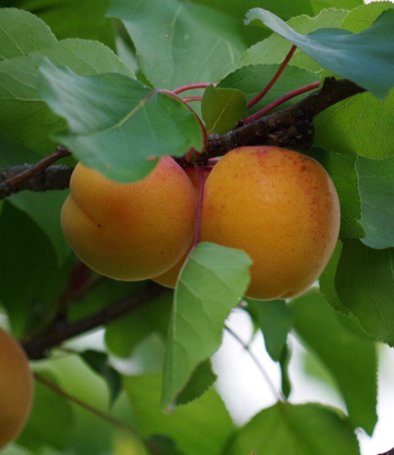 prunus armeniaca portici albicocco 1 prunus armeniaca portici albicocco 1