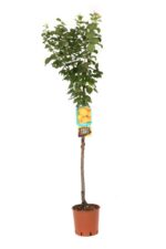 prunus armeniaca portici albicocco
