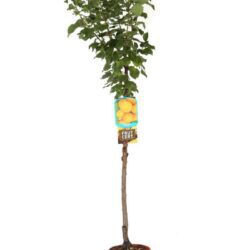 prunus armeniaca portici albicocco