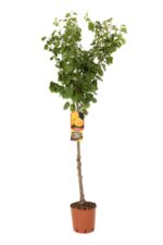 prunus armeniaca precoce cremonini albicocco
