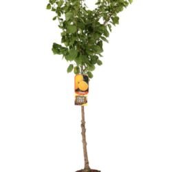 prunus armeniaca precoce cremonini albicocco