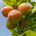 prunus armeniaca precoce cremonini albicocco vaso o24cm h.170cm 1