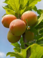 prunus armeniaca precoce cremonini albicocco vaso o24cm h.170cm 1
