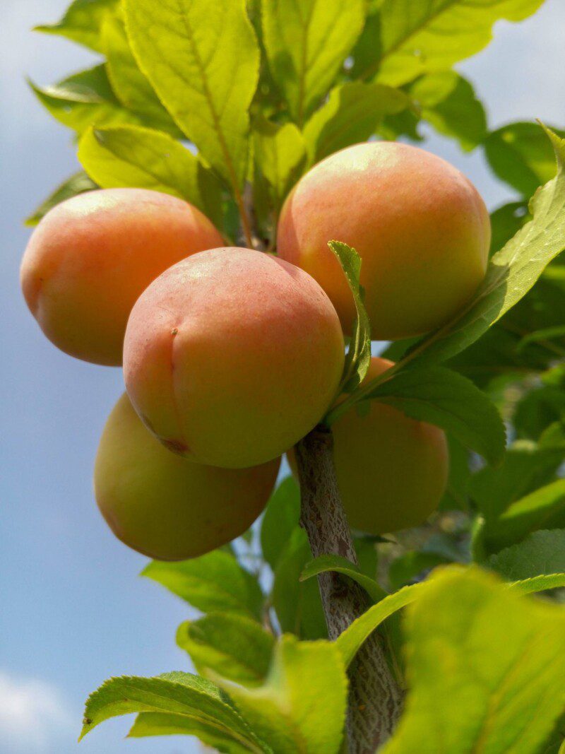 prunus armeniaca precoce cremonini albicocco vaso o24cm h.170cm 1 prunus armeniaca precoce cremonini albicocco vaso o24cm h.170cm 1