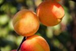 prunus armeniaca reale dimola albicocco 1