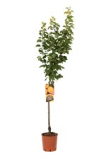 prunus armeniaca reale dimola albicocco